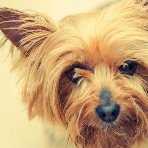 Meet your Posher, Plamen